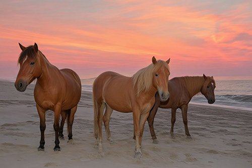 Maryland's Beaches